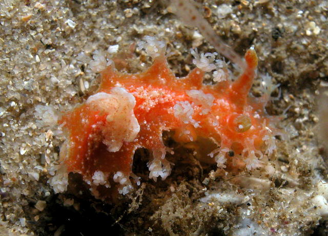 Kaloplocamus sp